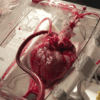 Human Heart For Sale